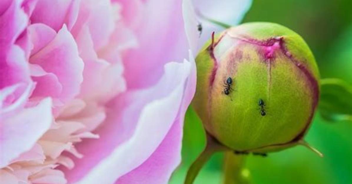 Does Peonies Need Ants to Bloom?