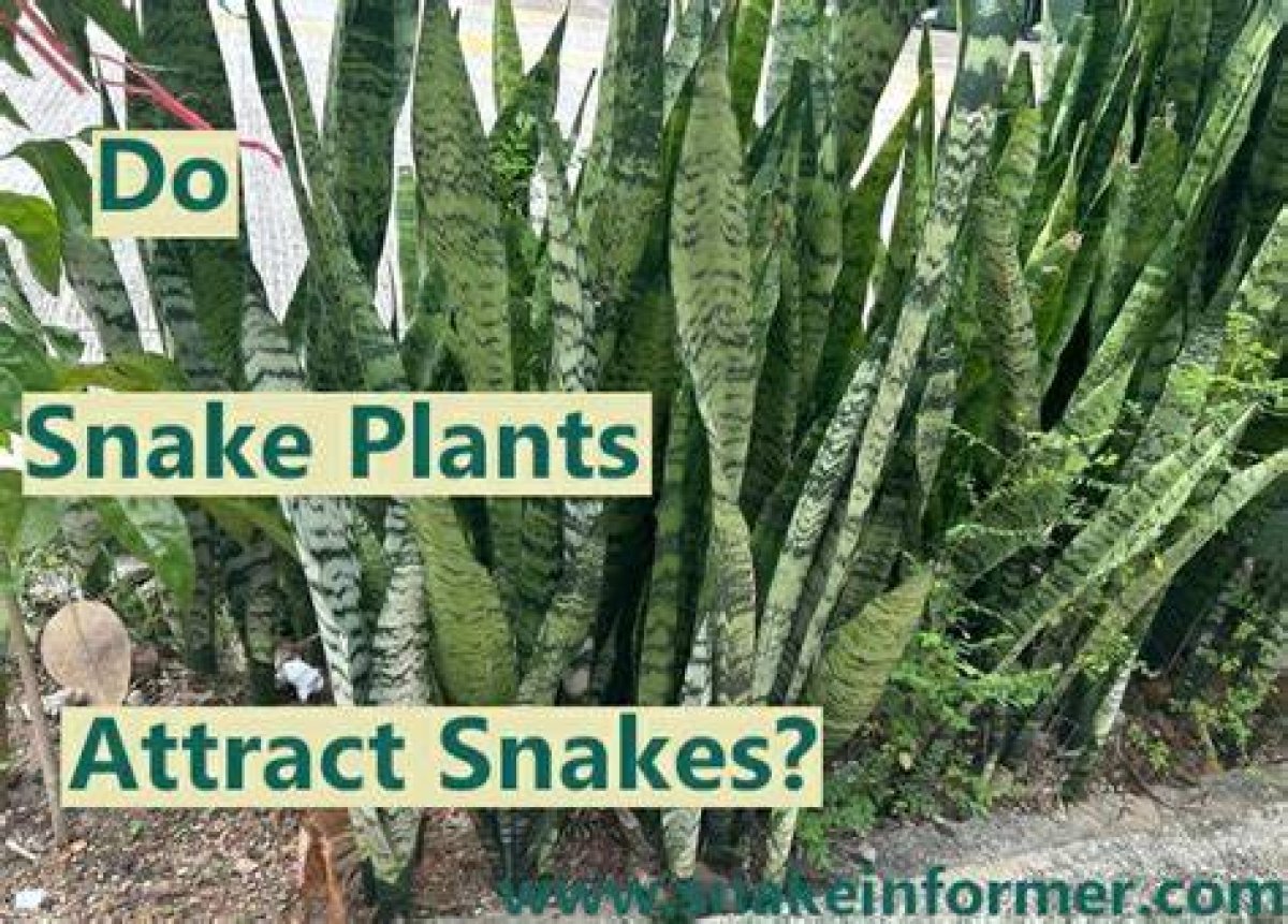Does Snake Plant Attract Snakes?