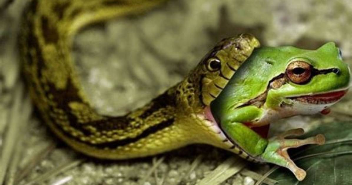 Does Snakes Eat Frogs? - Kylon Powell