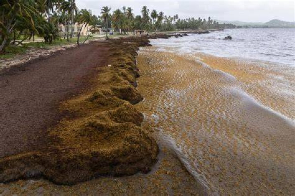Does St. Lucia Have a Seaweed Problem?