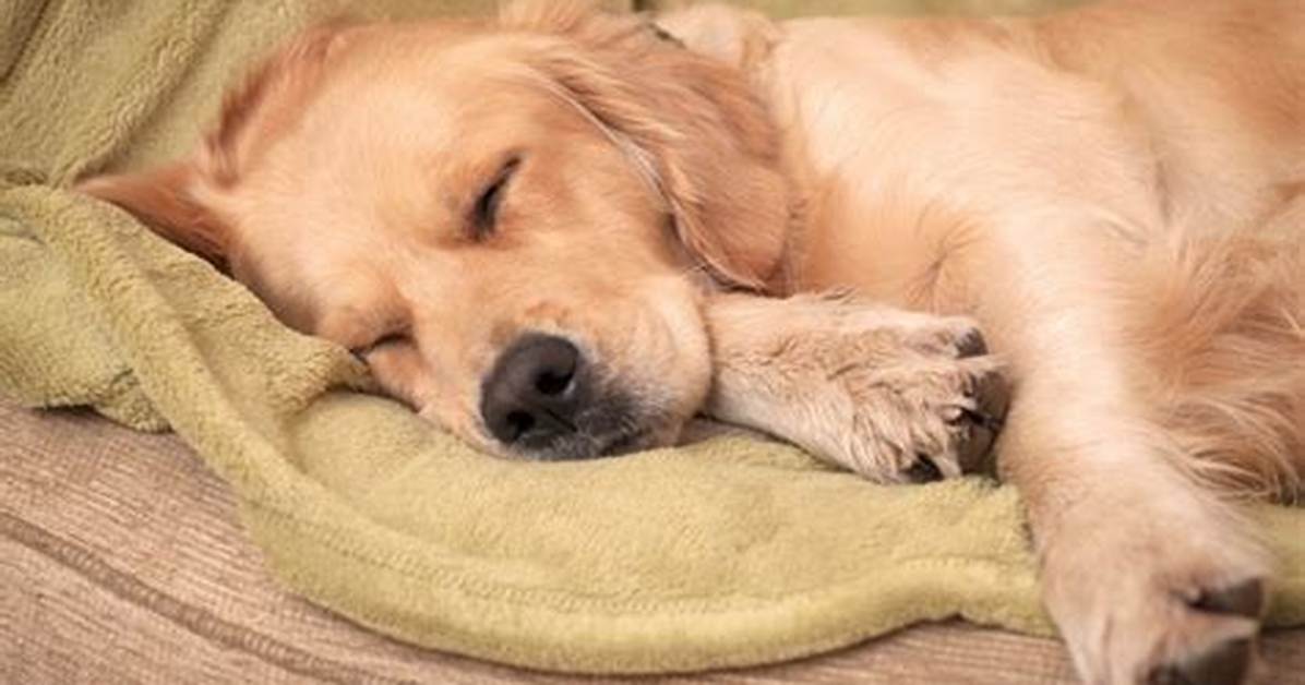 Dog Twitching in Sleep: Vets Reveal Why