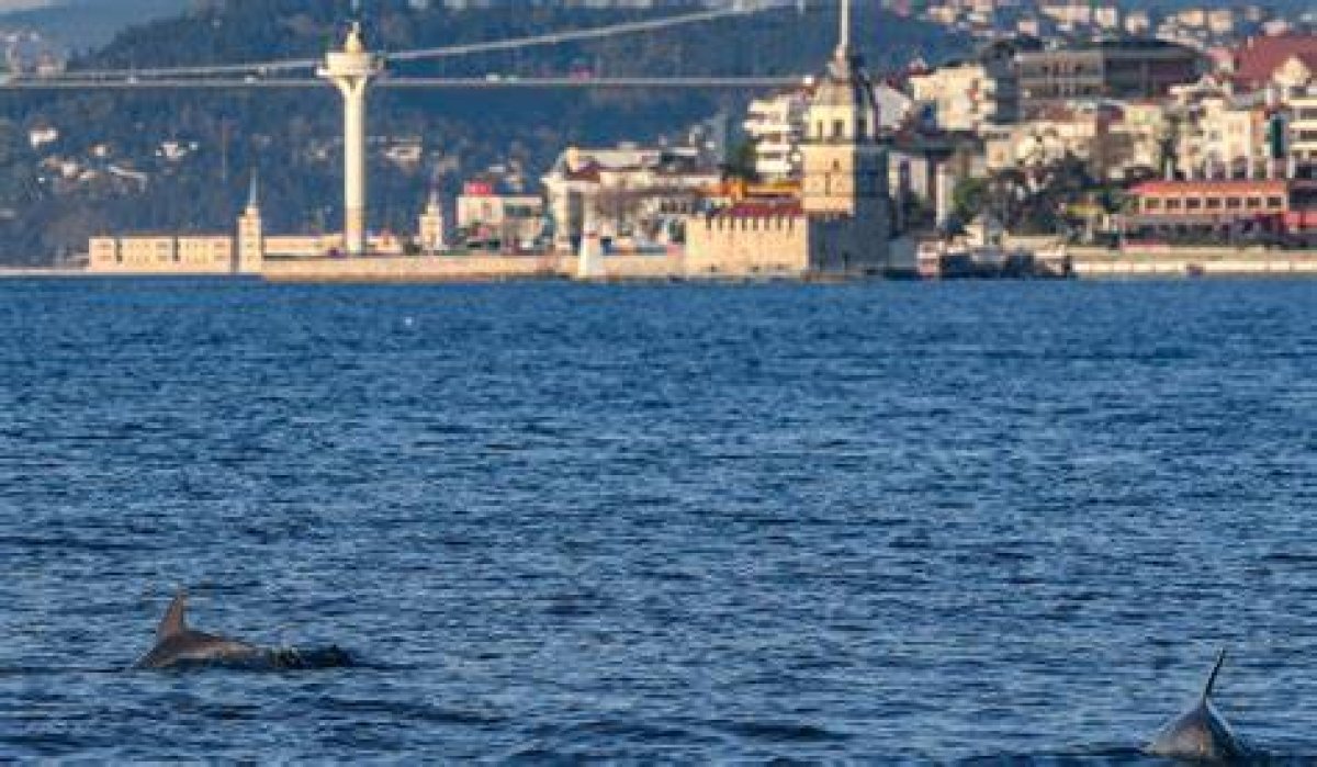 Dolphins Reclaim Transcontinental Waterway in Turkey as Coronavirus Silences Istanbul