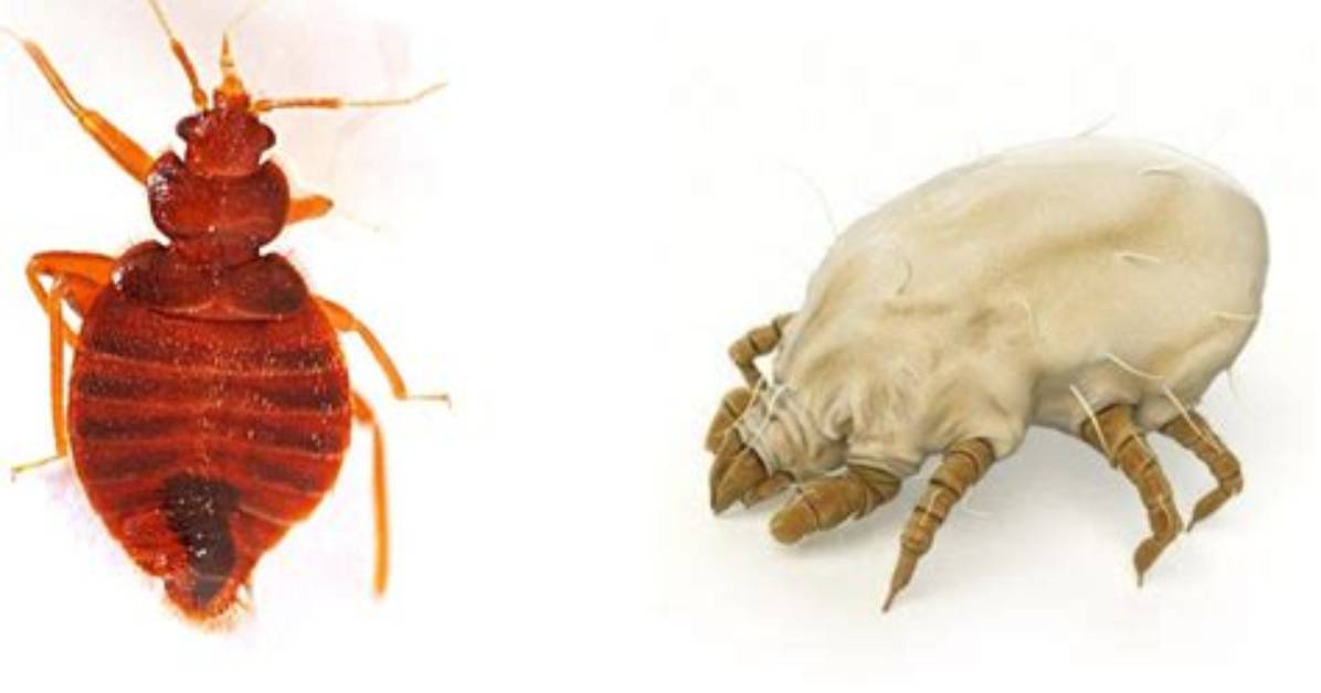 Dust ___ (Household Bug)