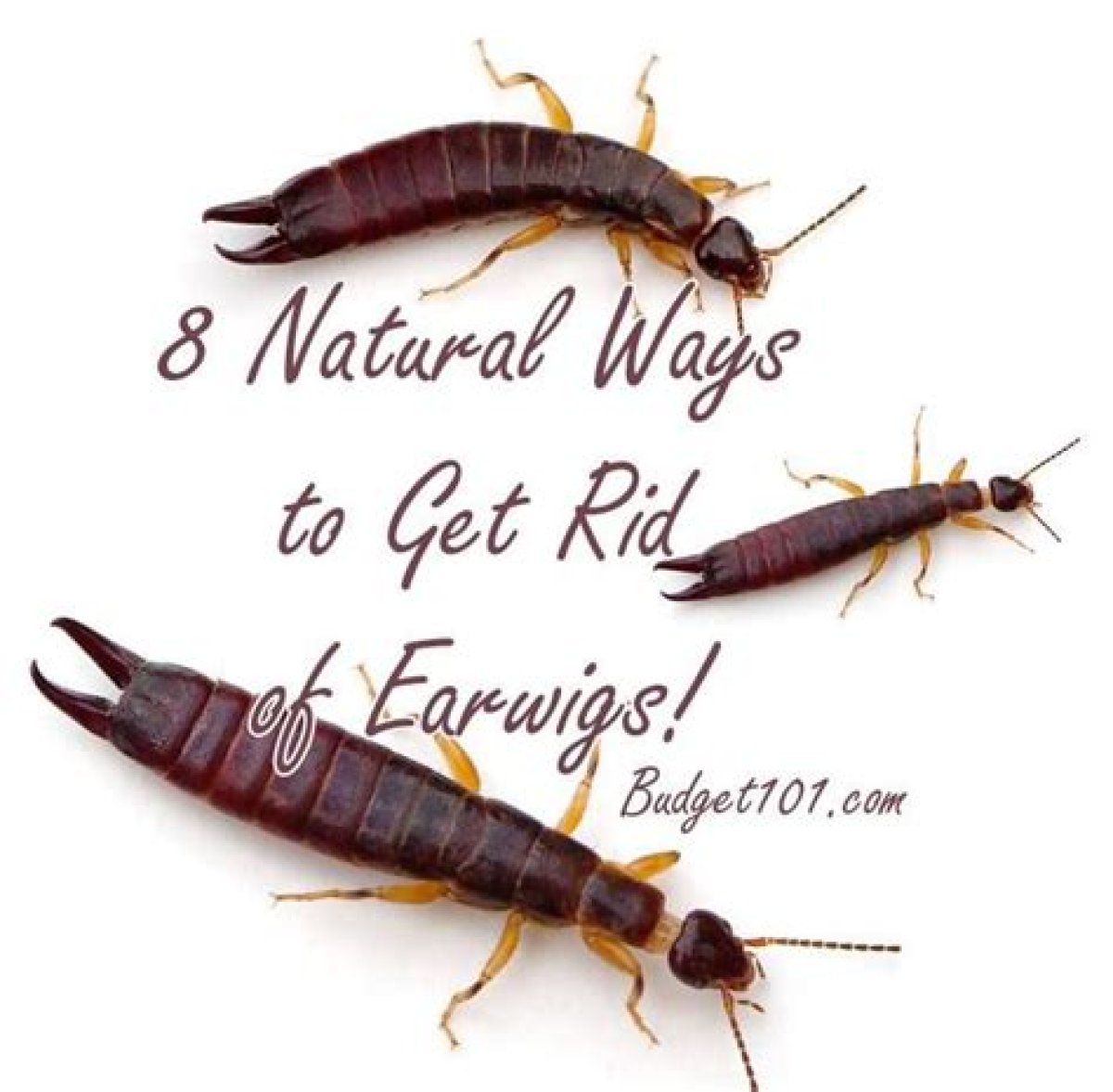 Earwigs in House: 8 Easy Ways to Eradicate Them