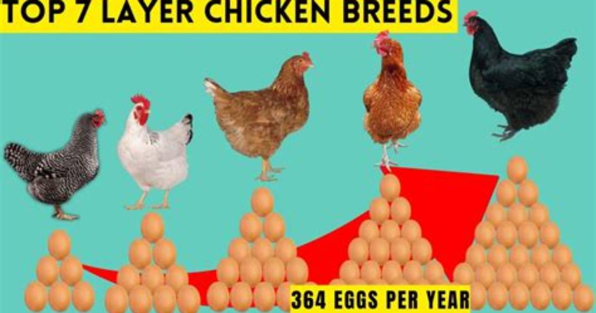 Egg-Laying Chicken