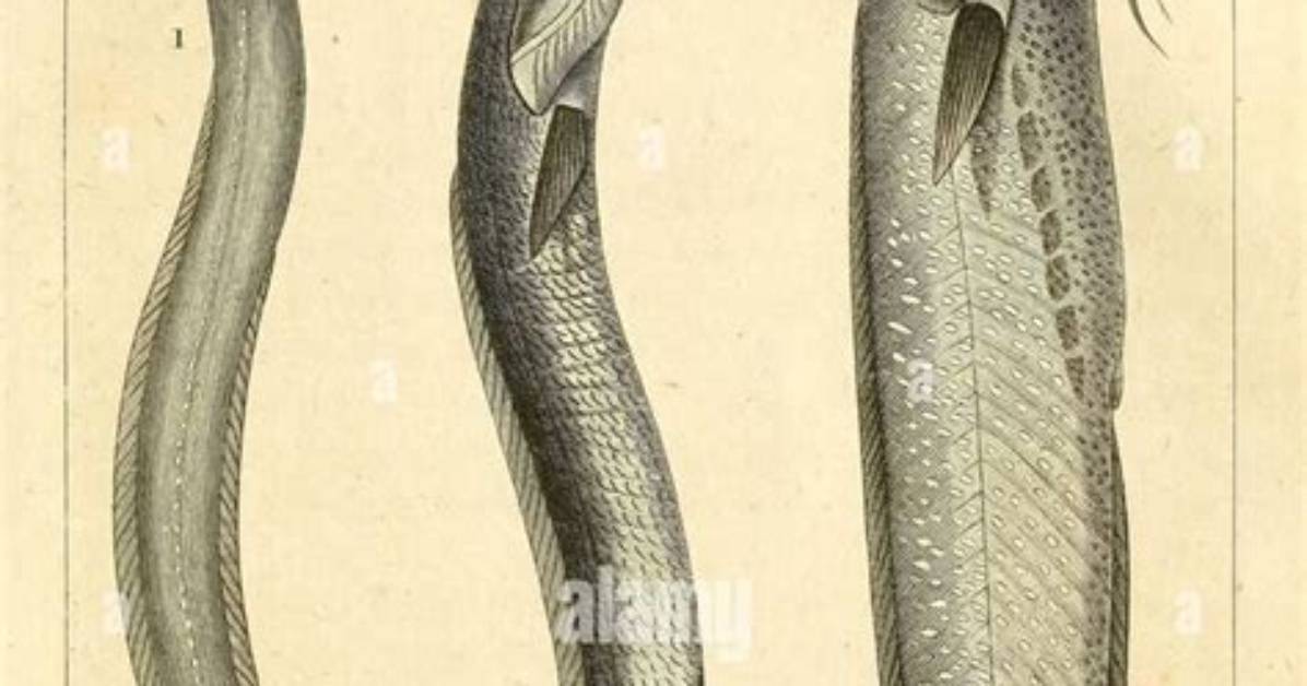 Elongated Fish