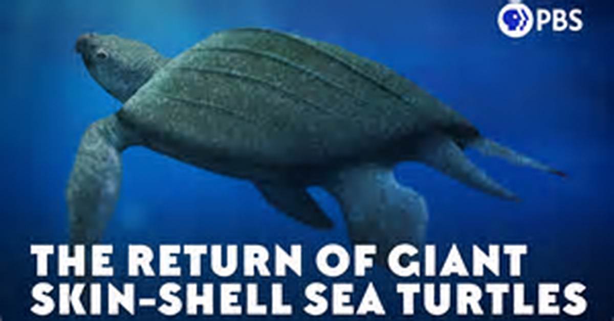 Eons | the Return of Giant Skin-Shell Sea Turtles | Season 3 | Episode 35
