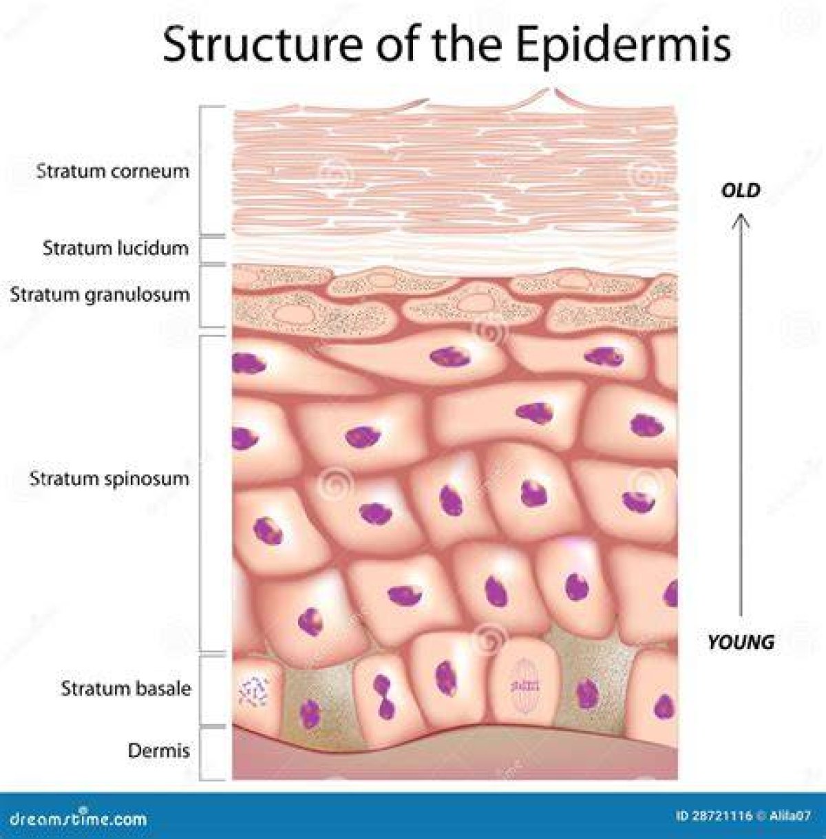 Epidermal Art for Short