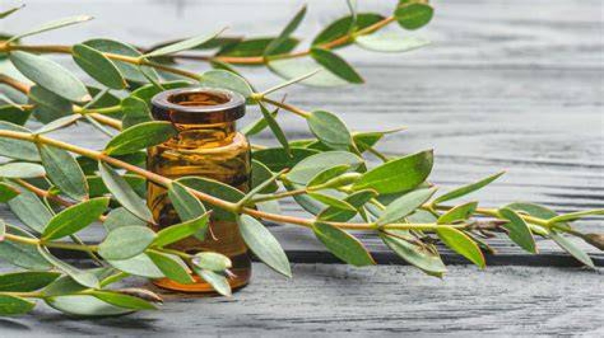 Eucalyptus Oil as a Natural Laundry Stain Remover