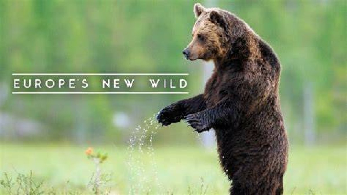 Europe's New Wild | Europe's Wild Boar | Episode 2