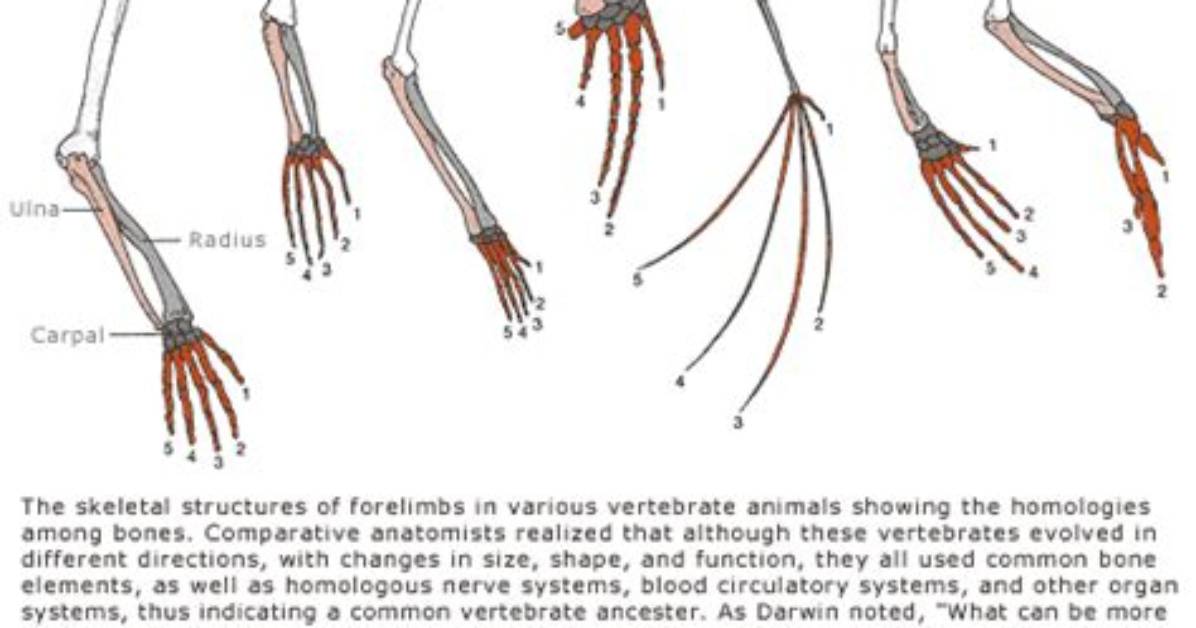 Evolution: Library: Tetrapod Limbs