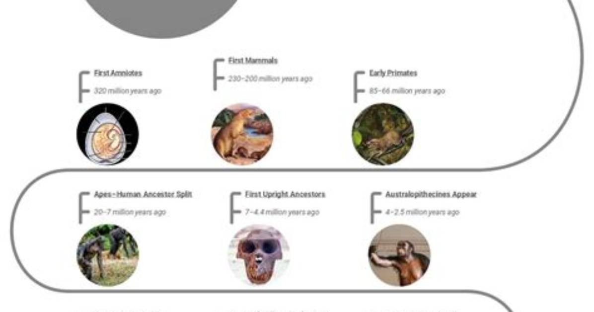 Evolution: Series Overview