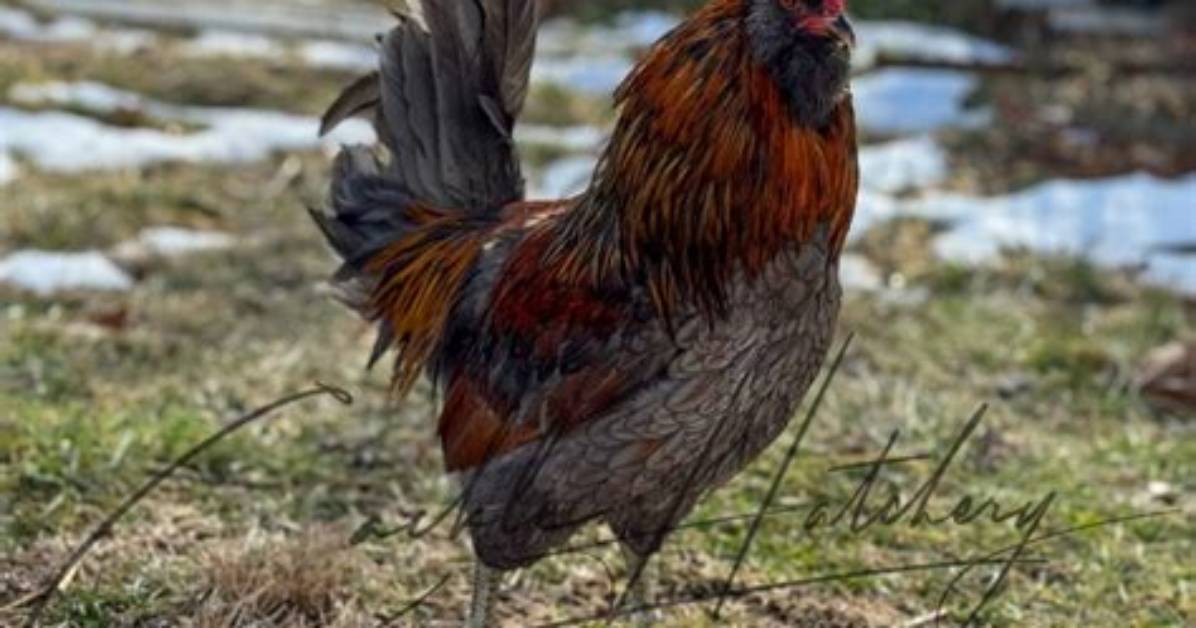 Female Birds That Cackle and Cluck