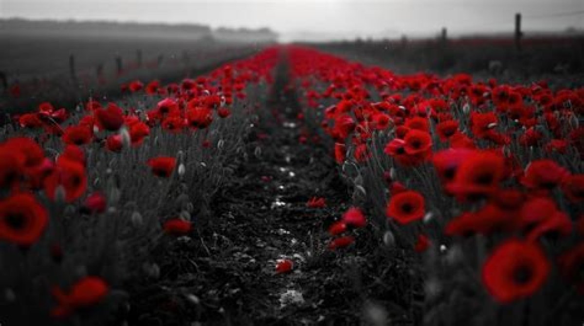 Flanders Poppy 'A Symbol of Heroism, Not of Opium'