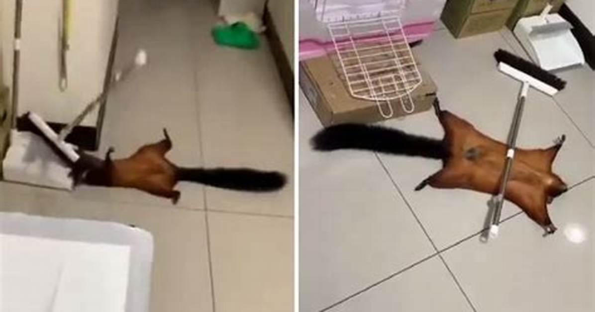 Flying Squirrel Stages Its Own Fake Death in a Viral Video and Netizens Applauds Its Acting Skills