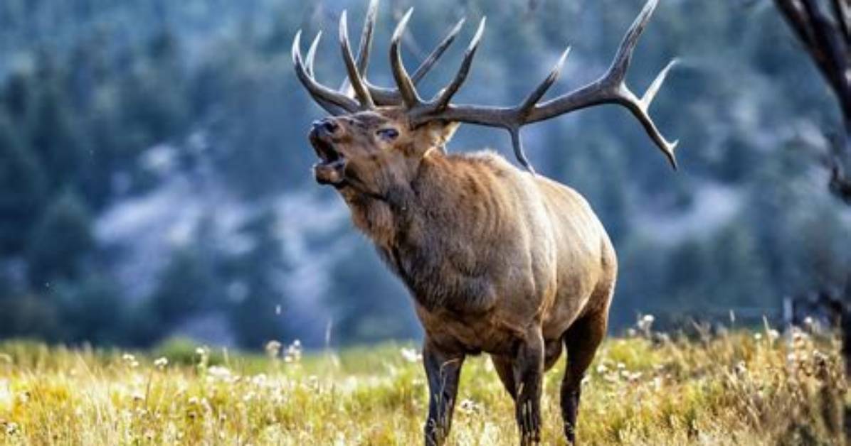 Forest Animal Whose Sound Is Called Bugling