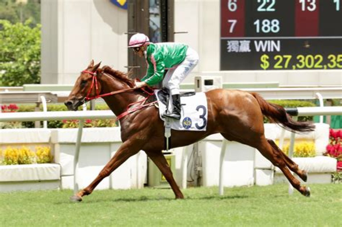 Formula Excel (D502) 尚方寶駒 | Horses | Hk Racing