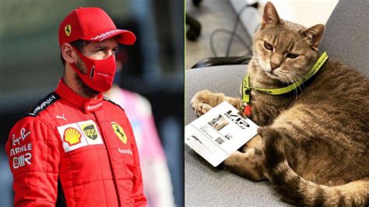 Formulino, the Legendary F1 Cat Who Tormented Sebastian Vettel Has Passed Away | F1