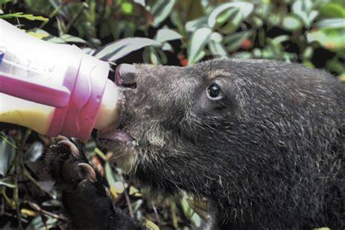 Free the Bears Strengthens Fight Against Bile Trade with New Laos Sanctuary for Rescued Moon Bears