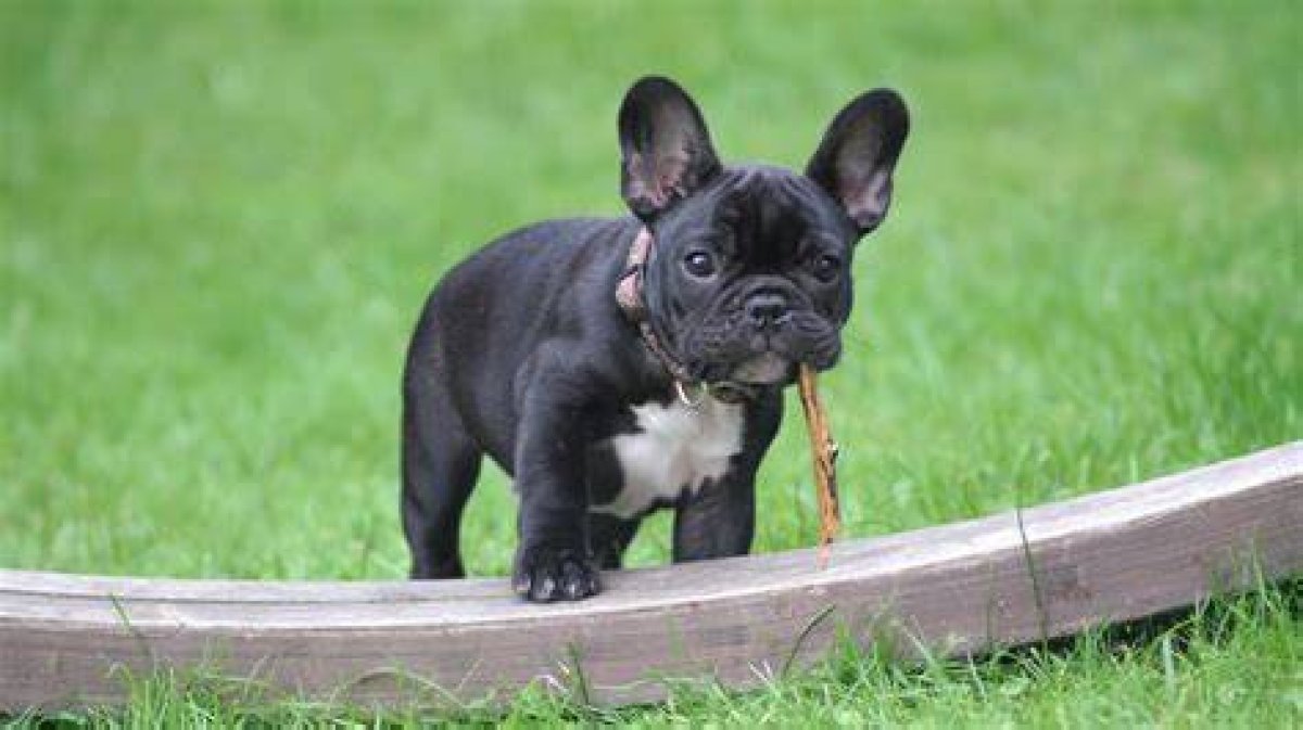 Frenchies Are Top Dog in the Us According to American Kennel Club Rankings