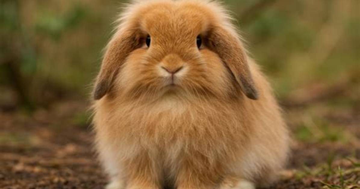 Fuzzy Image