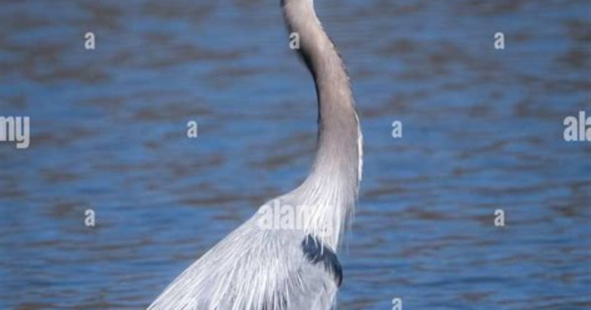 Graceful Long-Necked Bird