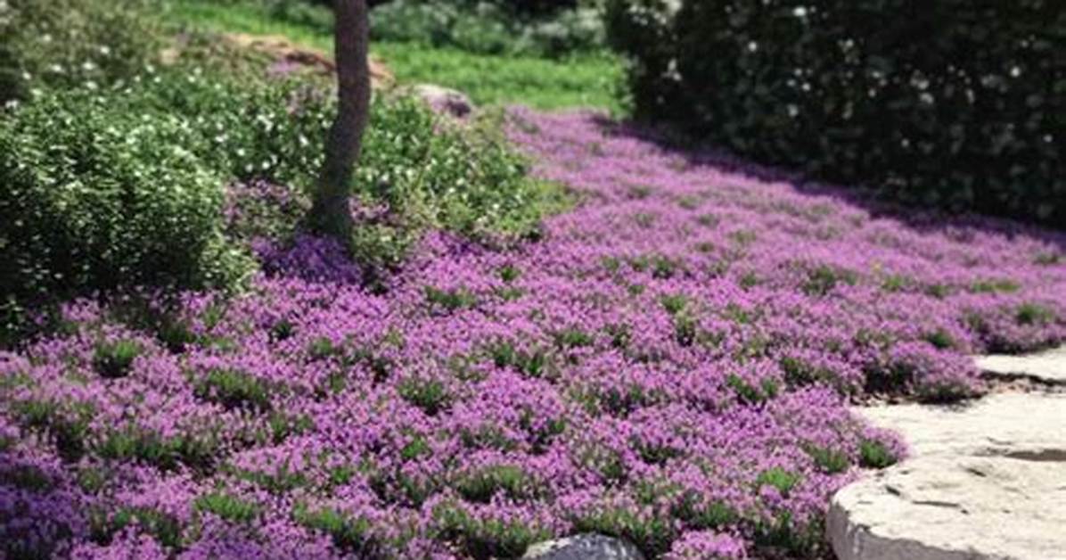 Ground Covering