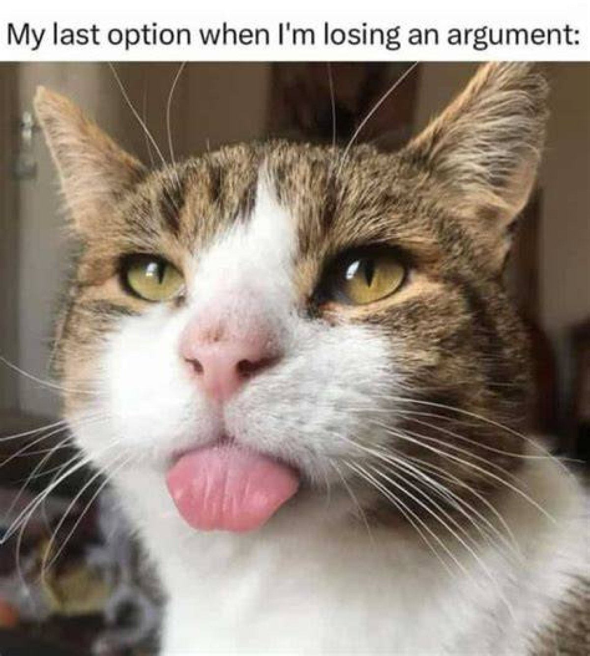 Grumpy Animal of Internet Memes