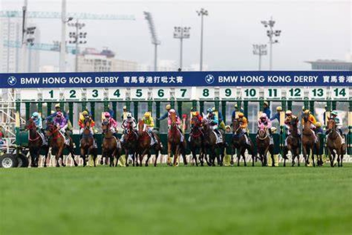 Happy Ichiban (D037) 快活一番 | Horses | Hk Racing