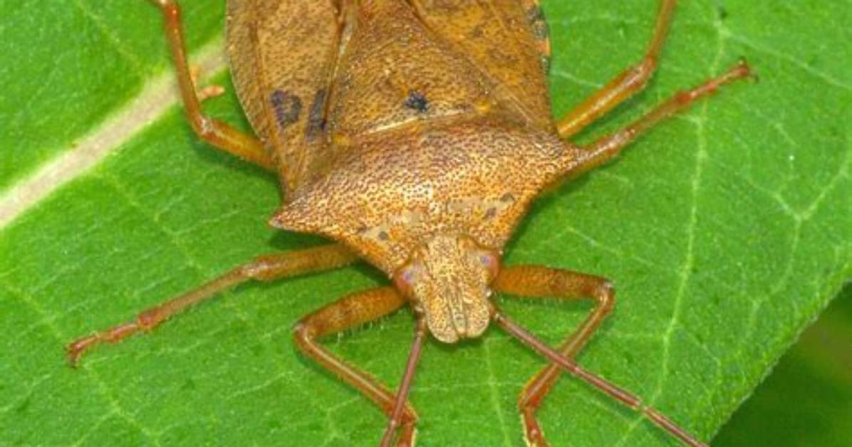 Harvester or Soldier Bug