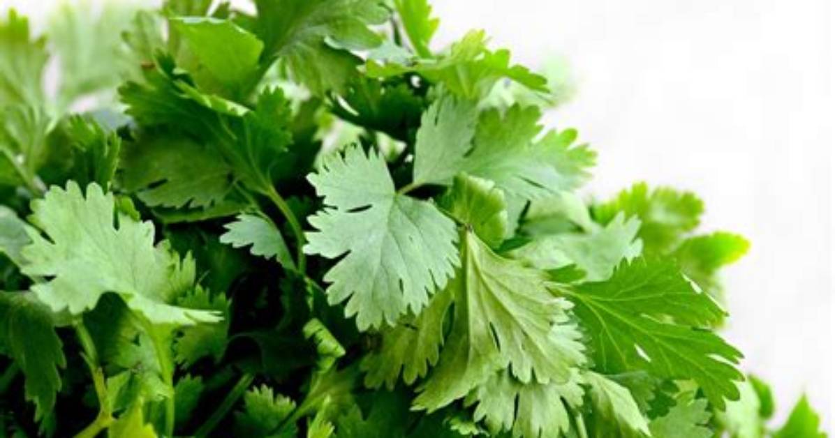 Here's Why Some People Hate Cilantro