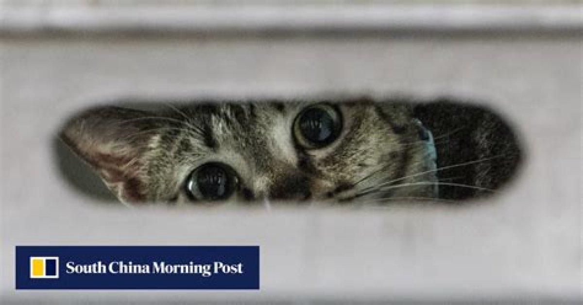His Viral Cat Photos Snapped in Hong Kong Shops Saw Him Take the Idea to China and on to Dogs – Graphic Designer Turned Photographer Marcel Heijnen