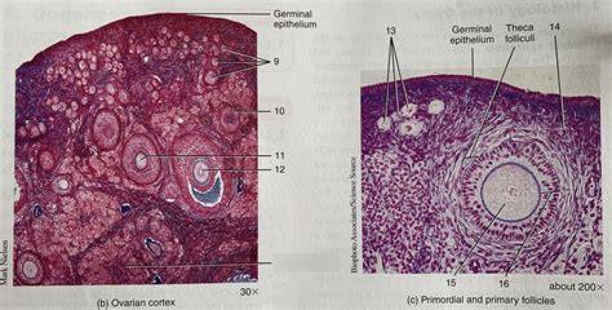 Histology of the Ovary! Quiz