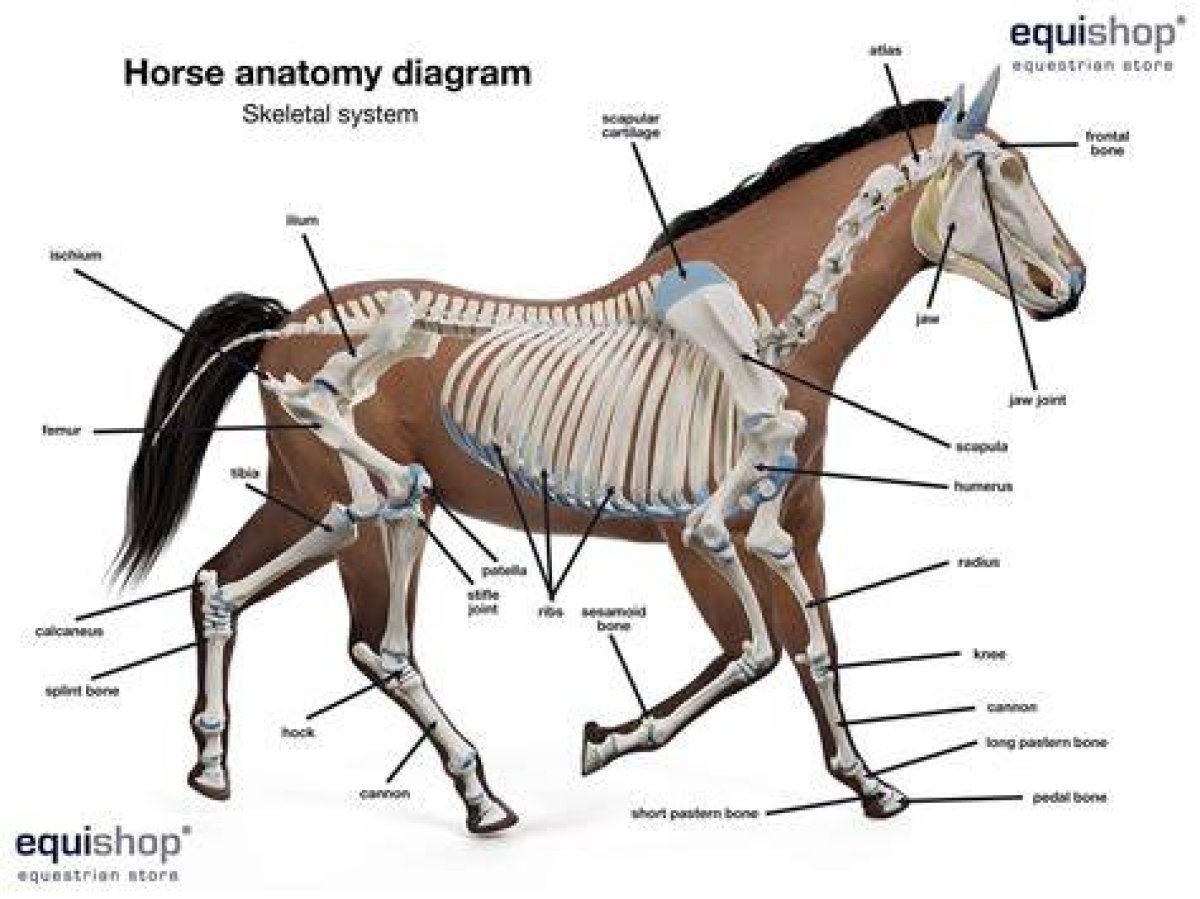 Horse Skeletal Anatomy Quiz