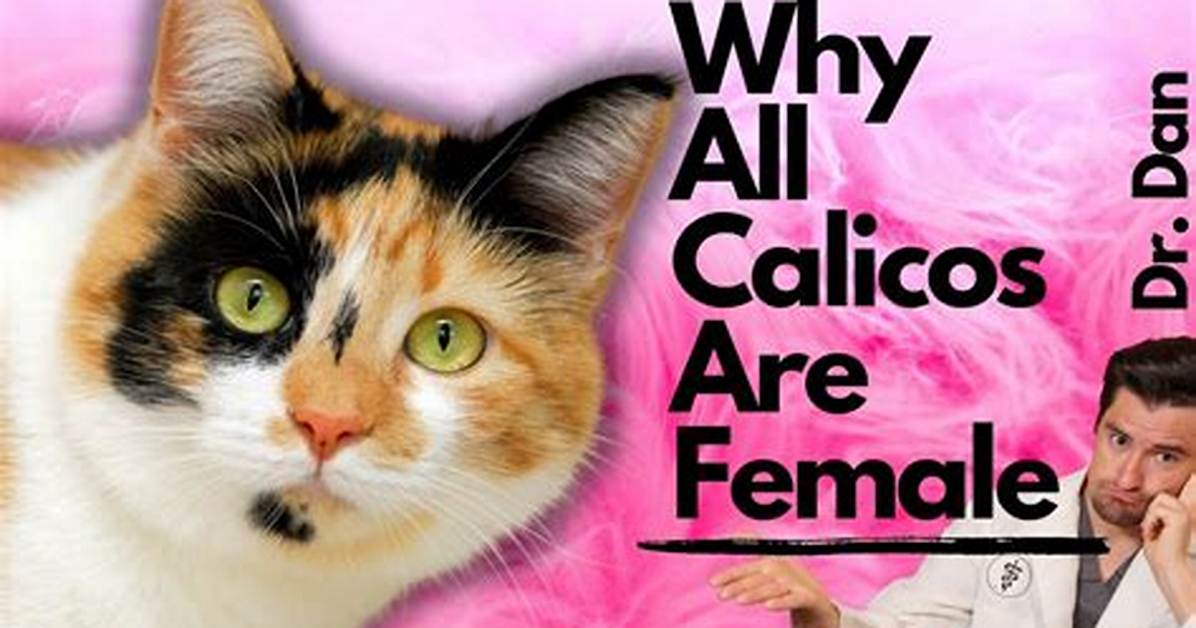 How Are Calicos Only Female?