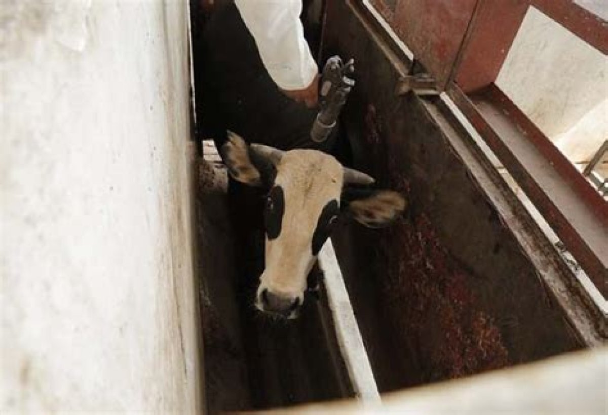 How Are Cows Killed in Slaughter Houses?