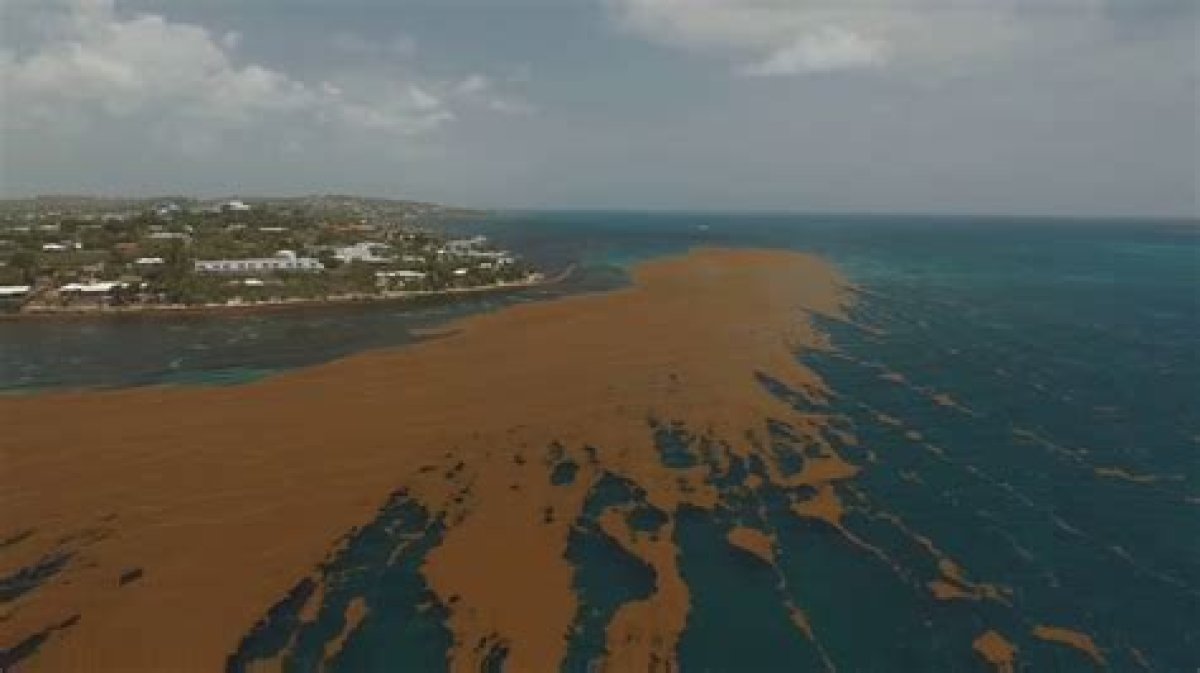 How Bad Is the Sargassum in Antigua?