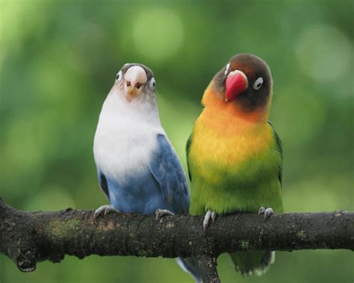How Can a Bird Sit on a Power Line?