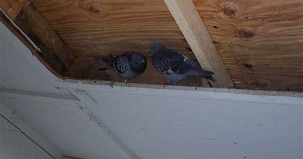 How Do Birds Get into Attic?