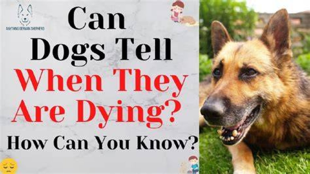 How Do Dogs Know Someone Is Outside?