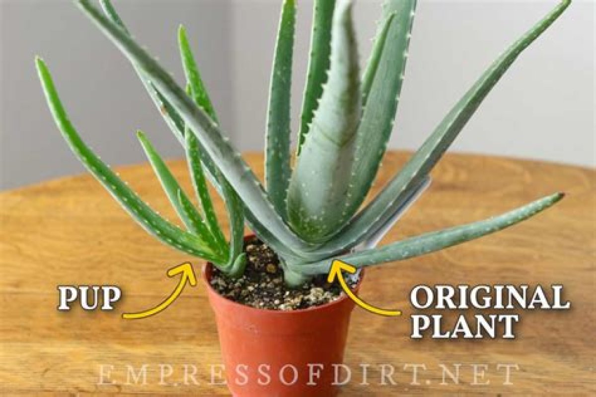 How Do I Get Rid of Aloe Mites?
