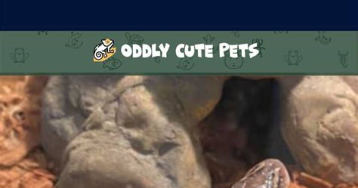 How Do Snakes Poop and Pee?