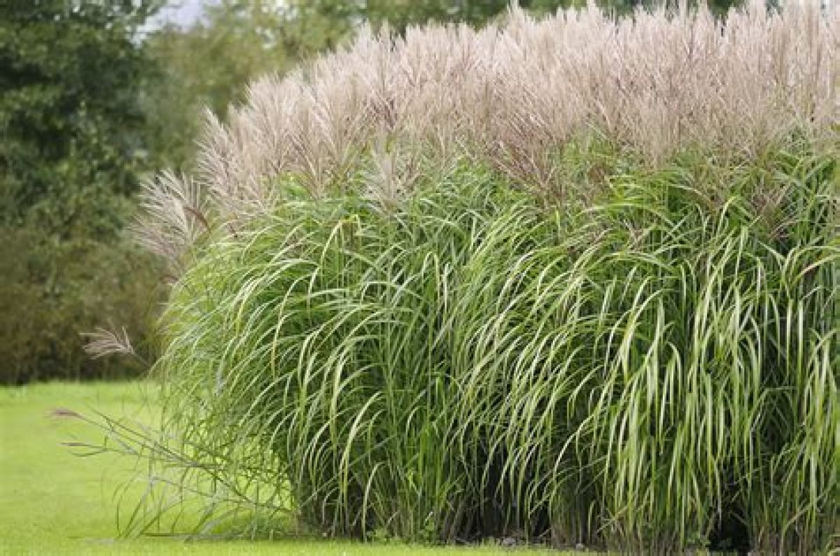 How Do You Arrange Ornamental Grasses?
