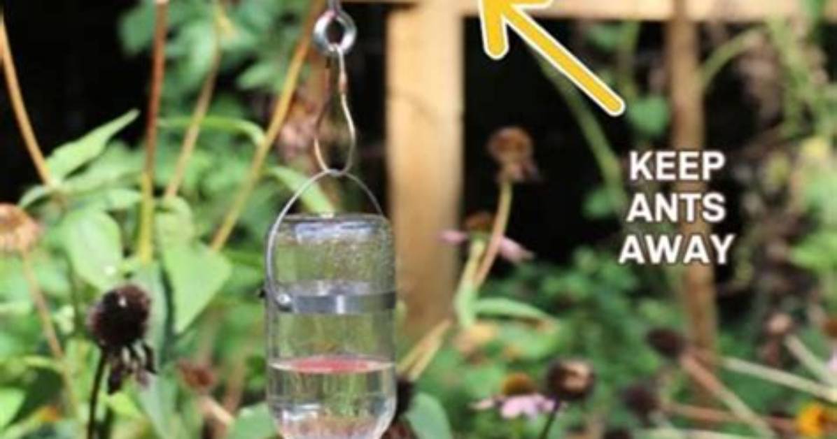 How Does an Ant Moat Work on a Hummingbird Feeder?