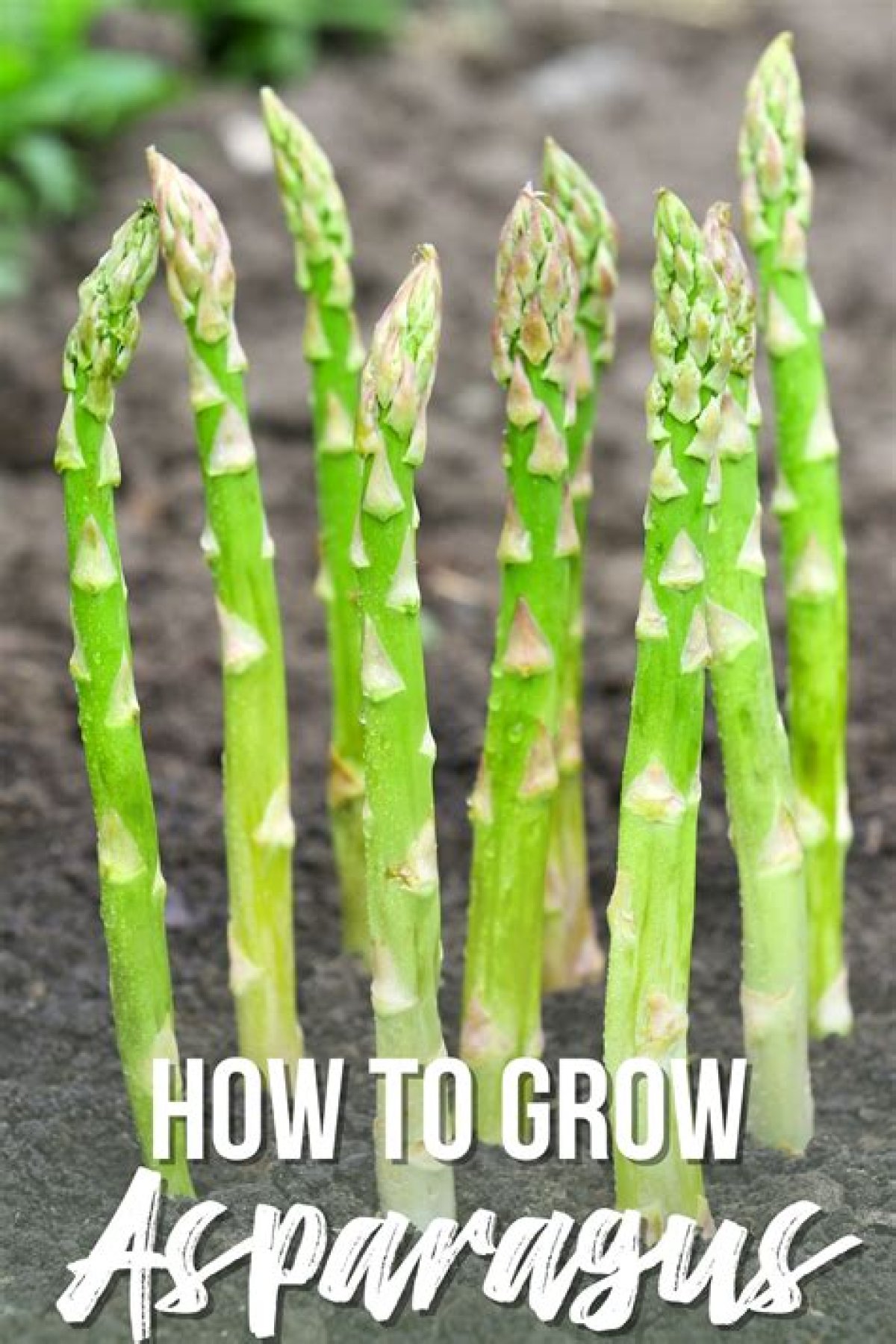 How Does It Grow | Asparagus