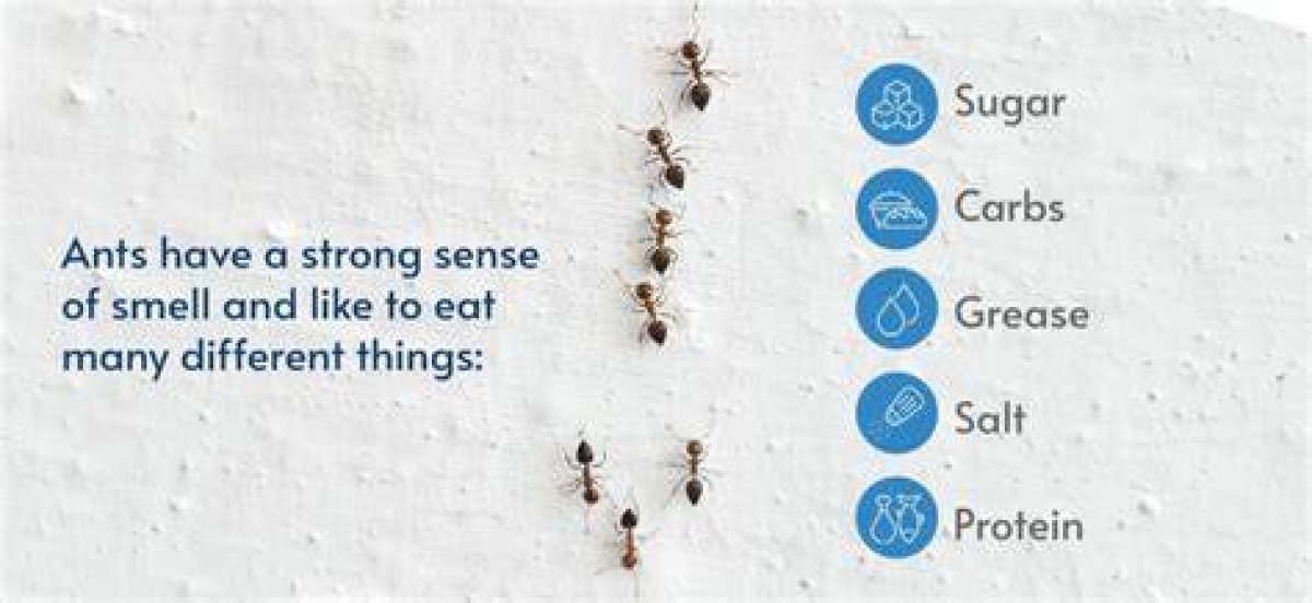 How Far Away Can Ants Smell Food?