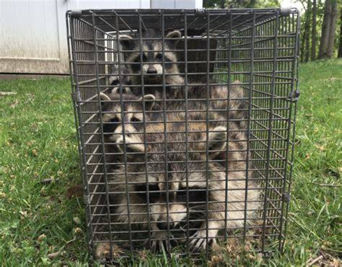 How Far Can Raccoons Fall?