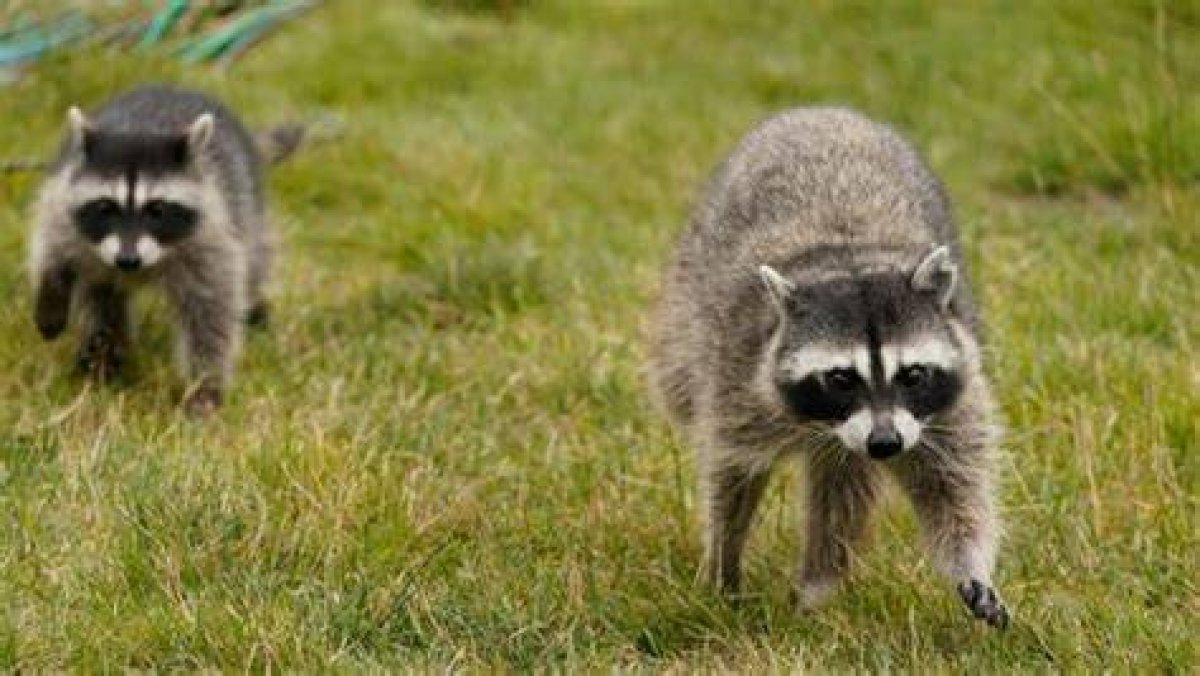 How Far Can Raccoons Smell Food?