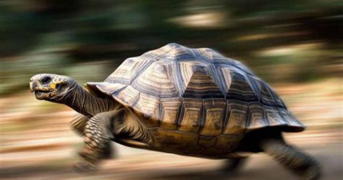 How Fast Can a Tortoise Run?