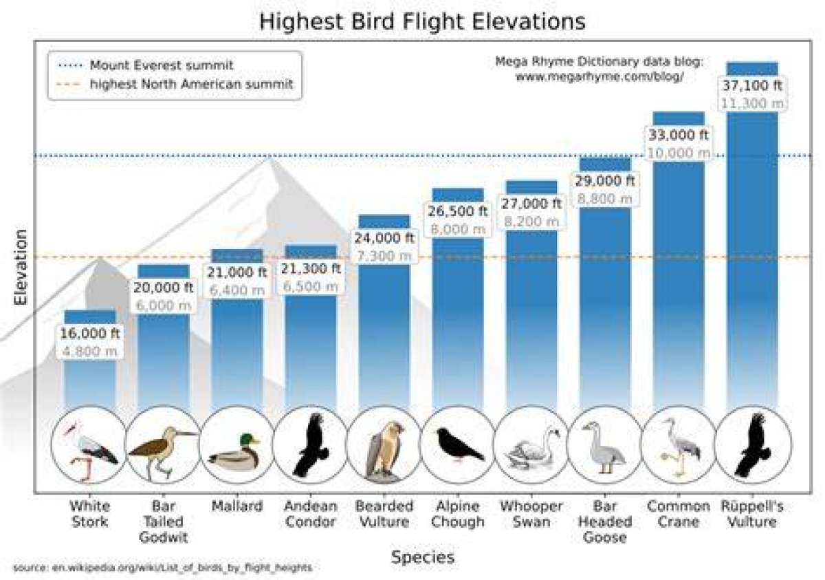 How High Can Birds Fly Before They Die?